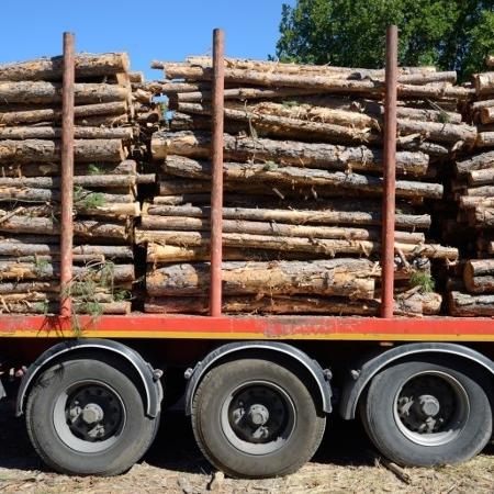 EUA e Europa podem estar importando madeira ilegal do Brasil, aponta informe - Getty Images