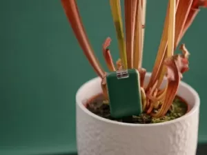 Suas plantas não vivem muito? Essa tecnologia é para você!