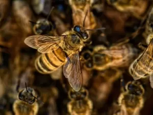Maioria das abelhas não morre depois da ferroada; entenda