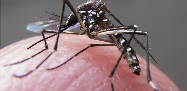 Prefeitura de São Paulo anunciou que antecipará o lançamento do plano de combate ao Aedes aegypti, mosquito transmissor do vírus - Foto: Rafael Neddermeyer / Fotos Públicas