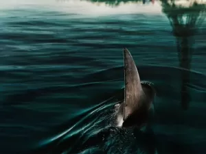 Os 10 melhores filmes de tubarão