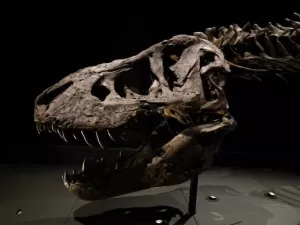 Maior dinossauro com penas da história era parente do Tiranossauro rex