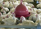 Confirmação de casos de gripe aviária no Brasil gera alerta no setor de avicultura - Agência Brasil