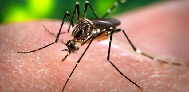 Proteína que ajuda vírus zika a entrar na célula é alvo para antivirais - Vimarsana News
