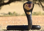 Cobra venenosa morde criança, que revida e mata animal - Reprodução