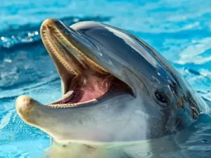 Confirmado! Golfinhos têm “sétimo sentido”; entenda