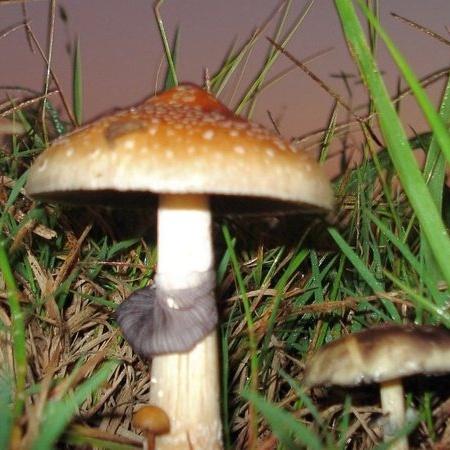 Fotografia de cogumelo do gênero Psilocybe, usado para produzir drogas psicodélicas