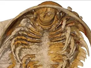 Marrocos revela fósseis de meio bilhão de anos tão preservados quanto os corpos de Pompeia