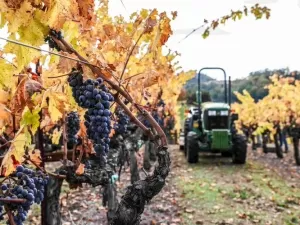 Sonoma que revolucionar o cultivo de uvas com tecnologias e práticas ecológicas