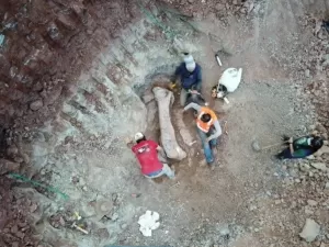 Fóssil de dinossauro encontrado no Maranhão é de espécie inédita para ciência