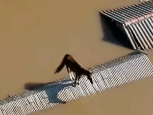 Caramelo, cavalo que ficou ilhado em telhado de casa no Rio Grande do Sul, é resgatado