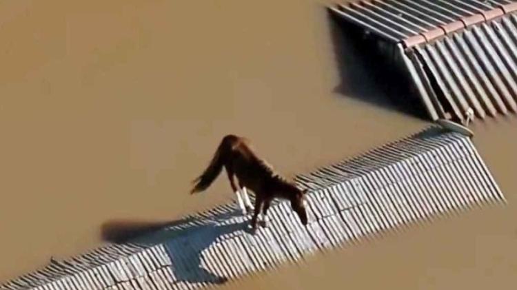 Caramelo, cavalo que ficou ilhado em telhado de casa no Rio Grande do Sul, é resgatado