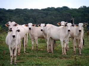  Grandes frigoríficos aderem a regras para compra de gado do Cerrado 