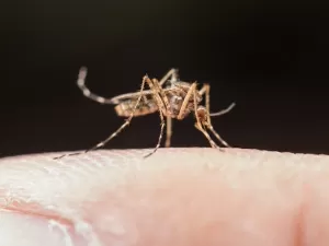 Em média, Brasil registra 1 milhão de casos de dengue por mês