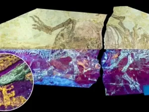 Fóssil "joia rara" nos aproxima de desvendar o mistério da evolução das penas