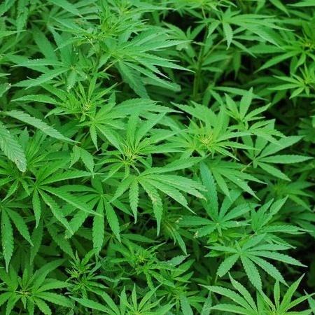 Câmara dos EUA apoia descriminalização da cannabis em votação histórica - Divulgação/ Pixabay