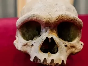 Crânio chinês de 1 milhão de anos pode pertencer a Homem-Dragão
