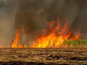 Queimadas: o que são, causas, como evitar, tipos