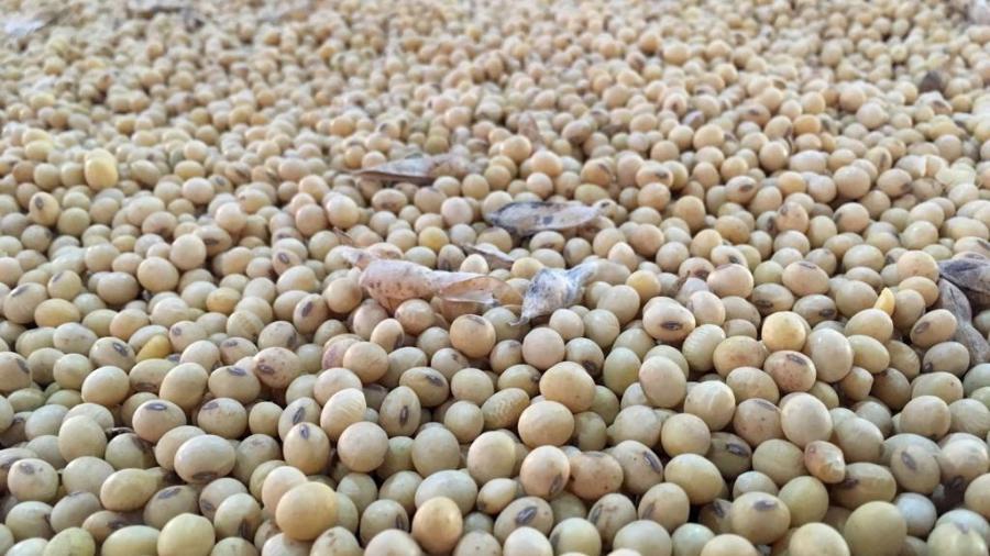 Exportação de soja do Brasil atinge recorde de 17,38 mi t em abril, diz Secex - REUTERS/Jose Roberto Gomes