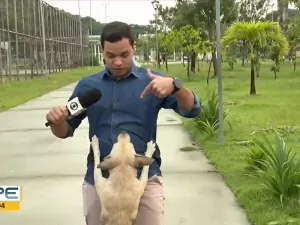Cachorro invade reportagem da Globo e pula em repórter