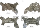 Fósseis de tartaruga do tamanho de um carro são encontrados na Europa - Imagem: Scientific Reports/ReproduÃ§Ã£o