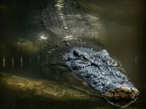 Morre Cassius, maior crocodilo em cativeiro do mundo com mais de 100 anos