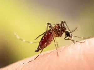 Você é sempre o alvo dos mosquitos? Descubra por que eles te escolhem!