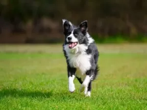 Cachorros mais inteligentes podem ter cérebros menores, diz estudo