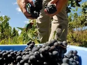 Produção de vinho deve cair 3% na Europa em 2024