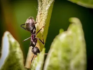 Cafeína melhora o aprendizado das formigas? Estudo diz que sim