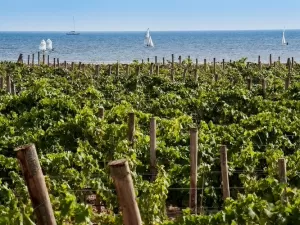 Itália investirá ? 324 milhões em programa nacional de apoio ao vinho