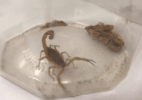 Rio Grande do Sul enfrenta infestação de escorpiões