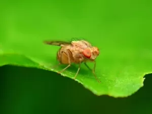 Essa espécie pode mudar tudo o que sabemos sobre campos magnéticos