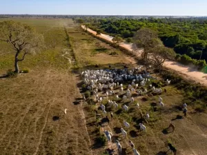 Gado em área do Pantanal Mato-Grossense. Rodolfo Perdigão/Secom-MT