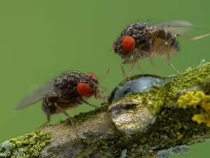 Animais modificados podem fazer o mercúrio evaporar