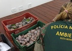 Polícia deflagra Operação Bocaiúva contra o tráfico de animais
