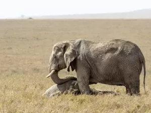 Uma ilha europeia era habitada por ‘mini elefantes’ ? até que o homem chegou