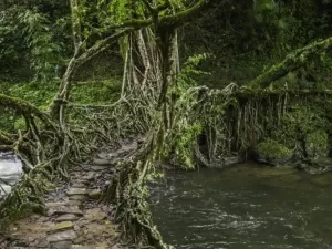 Estas pontes vivas são feitas com raízes de árvores