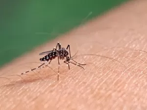 Dengue: Brasil registra 3 mil mortes pela doença em 2024 