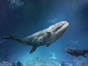 Pela primeira vez uma baleia-azul é vista amamentando seu filhote – assista