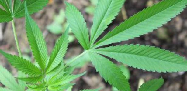 Proposta não permite o consumo da maconha - Foto: Maj. Will Cox/Georgia Army National Guard