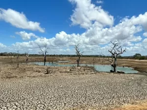 Dia Mundial do Meio Ambiente 2024: ONU destaca urgência de restauração de terras para combater secas