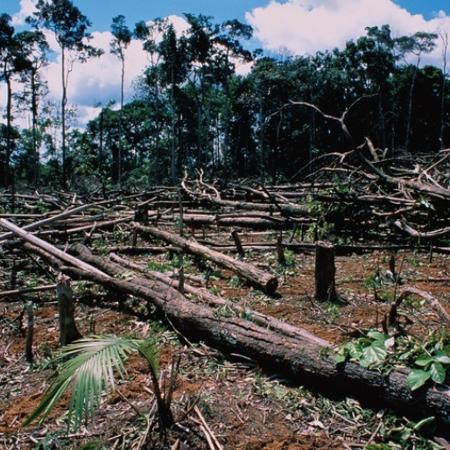 Brasil não está fazendo o suficiente para conter desmatamento ilegal, diz executivo da Natura - Getty Images