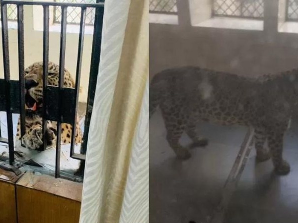 Também na Índia: um leopardo invadiu um tribunal e feriu seis pessoas.