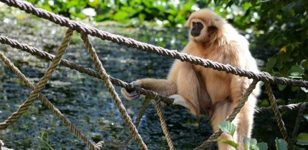 Zoológico e Jardim Botânico foram fechados depois que macaco foi encontrado morto - Foto: Pixabay/Reprodução