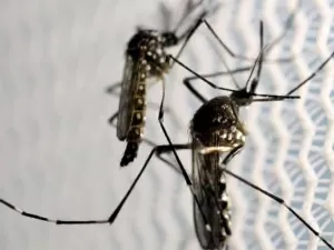 Dengue: algumas plantas podem afastar o mosquito Aedes aegypti