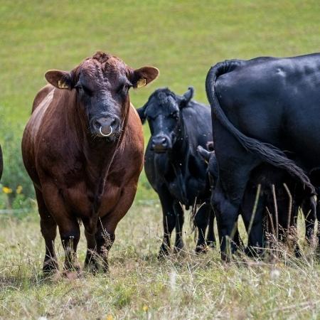 Exportação de carne brasileira para os EUA desaba 80% em três meses Exportação de carne brasileira para os EUA desaba 80% em três meses
