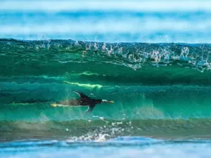 Pinguim surfista, língua de cascavel e mais: veja as campeãs do prêmio alemão de fotos da natureza
