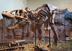 Tiranossauro rex pode ter sido 70% maior do que pensávamos - Imagem: ScottRobertAnselmo/Wikimedia Commons/ReproduÃ§Ã£o