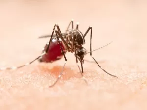 Brasil já registrou quase 4,8 milhões de casos prováveis de dengue em 2024
